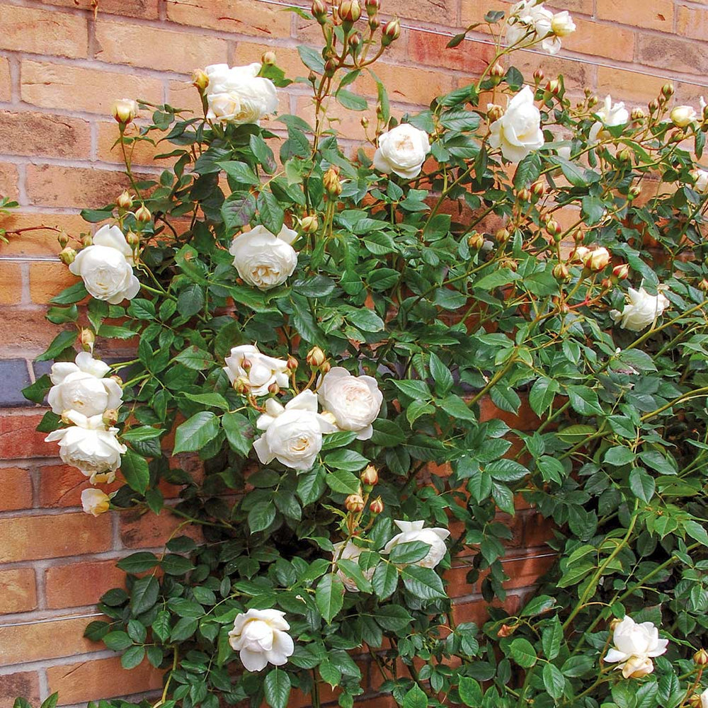 David Austin® Claire Austin® English Climbing Rose