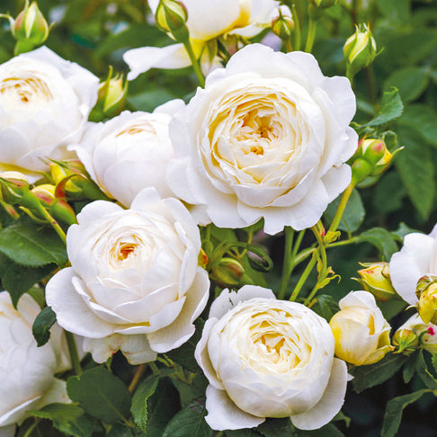 David Austin® Claire Austin® English Climbing Rose