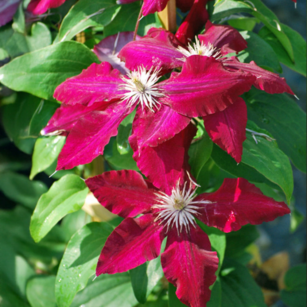 Rebecca Clematis
