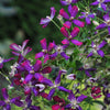 Proven Winners® Clematis 'Sweet Summer Love' Vine