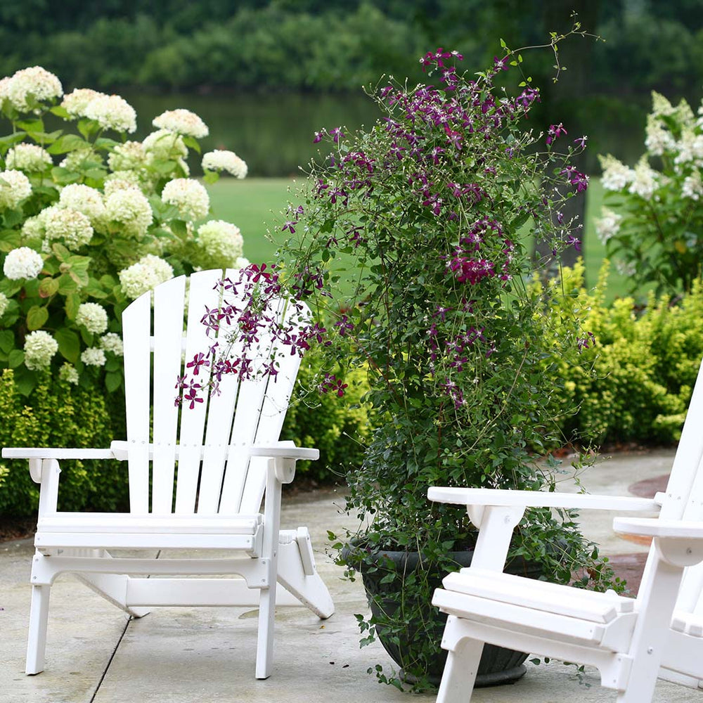 Proven Winners® Clematis 'Sweet Summer Love' Vine