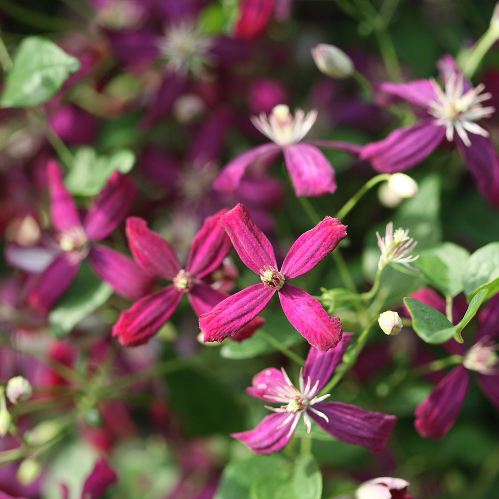 Proven Winners® Clematis 'Sweet Summer Love' Vine