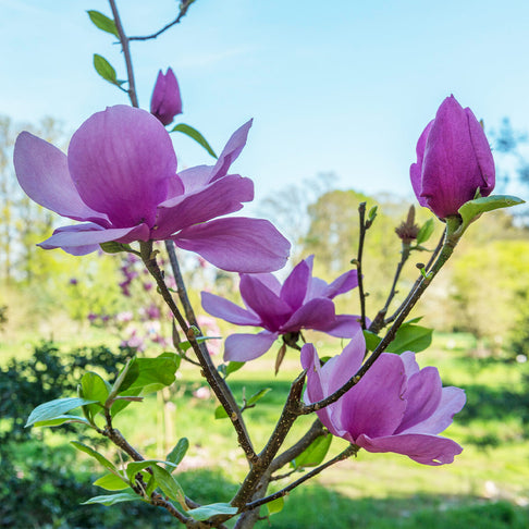 Cleopatra Magnolia Tree