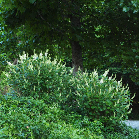 Proven Winners® Sugartina Crystalina Summersweet Clethra Shrub