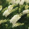 Proven Winners® Sugartina Crystalina Summersweet Clethra Shrub