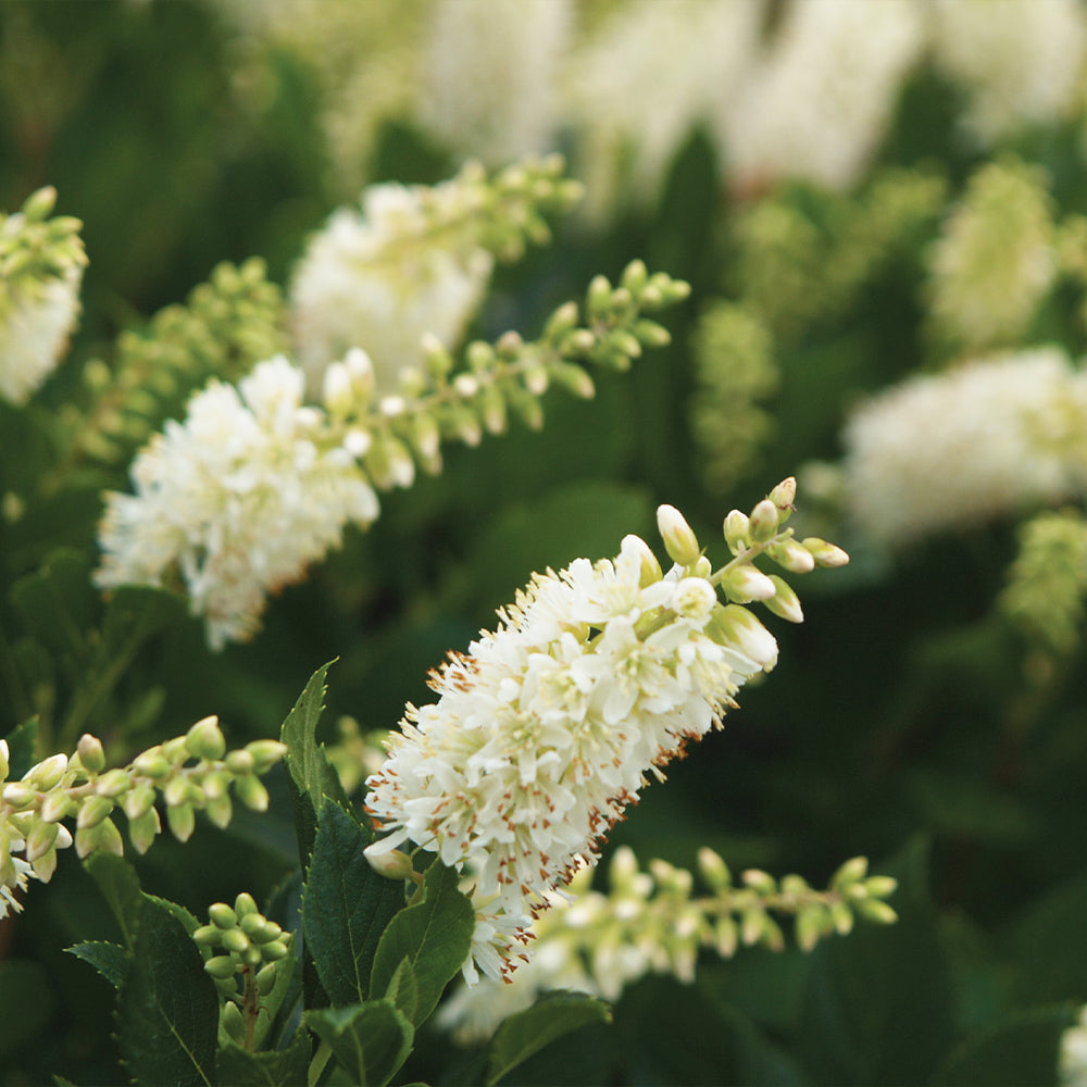 Proven Winners® Sugartina Crystalina Summersweet Clethra Shrub