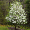 Cloudburst™ Dogwood Tree