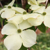 Cloudburst™ Dogwood Tree