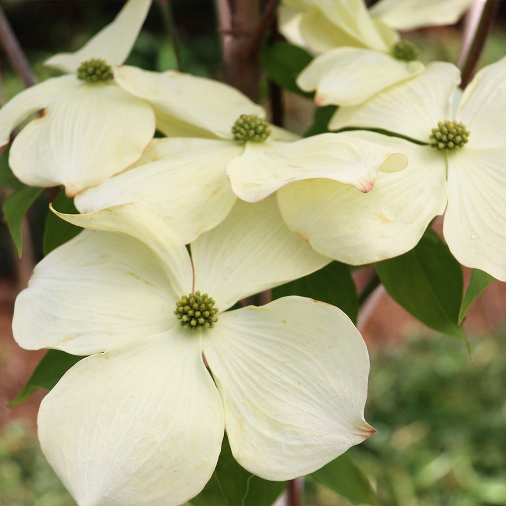 Cloudburst™ Dogwood Tree