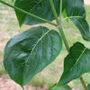 Cloudburst™ Dogwood Tree