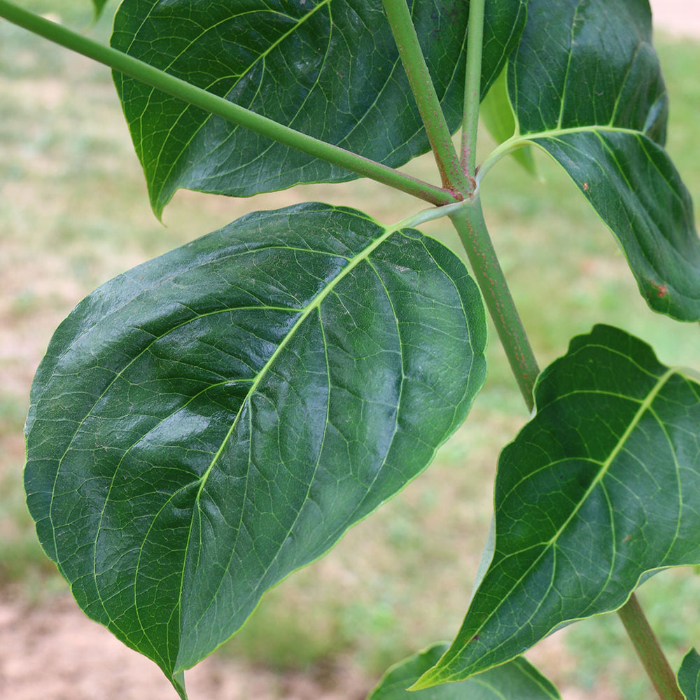 Cloudburst™ Dogwood Tree