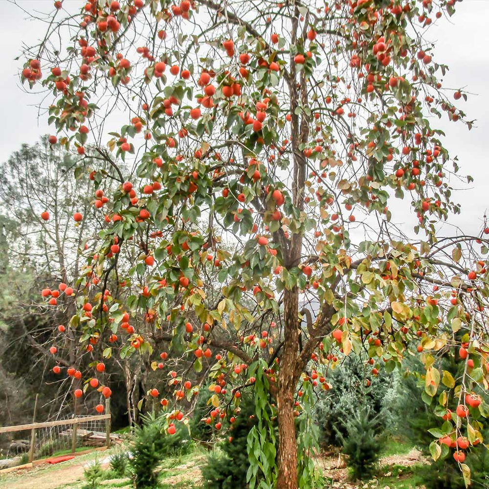 Coffeecake Persimmon Tree