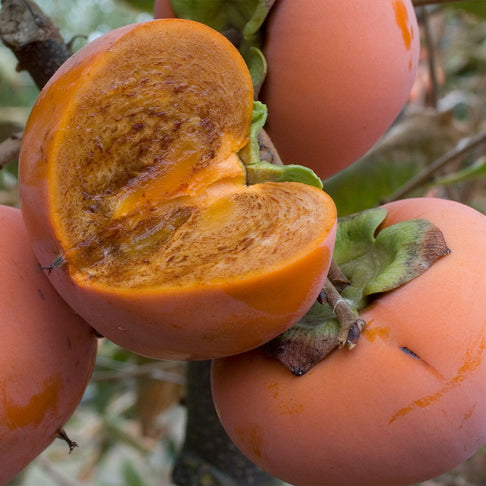 Coffeecake Persimmon Tree