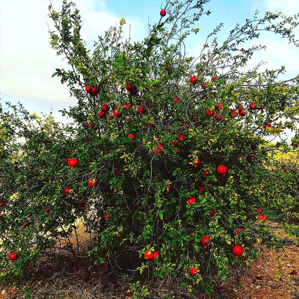 Cold Hardy Red Pomegranate Tree - USDA Organic