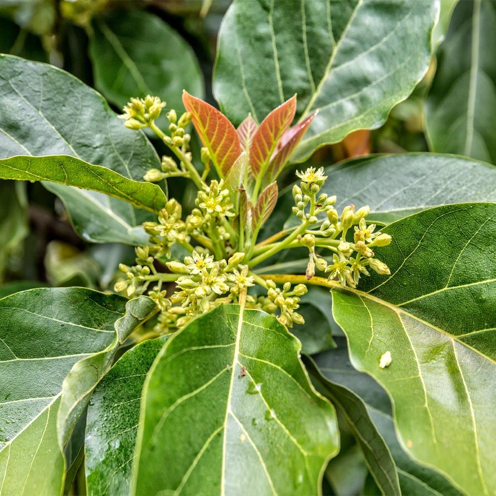 Cold Hardy Avocado Tree