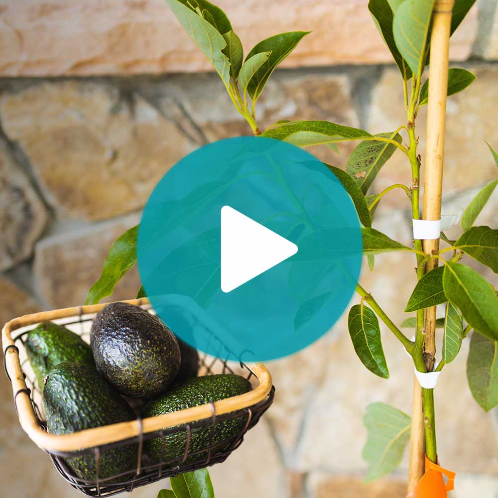 Cold Hardy Avocado Tree
