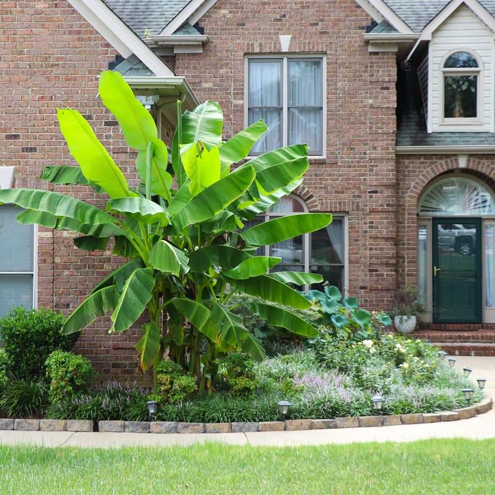 Cold Hardy Banana Tree