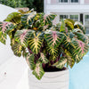 Royal Hawaiian® ‘Waikiki’ Colocasia Shrub