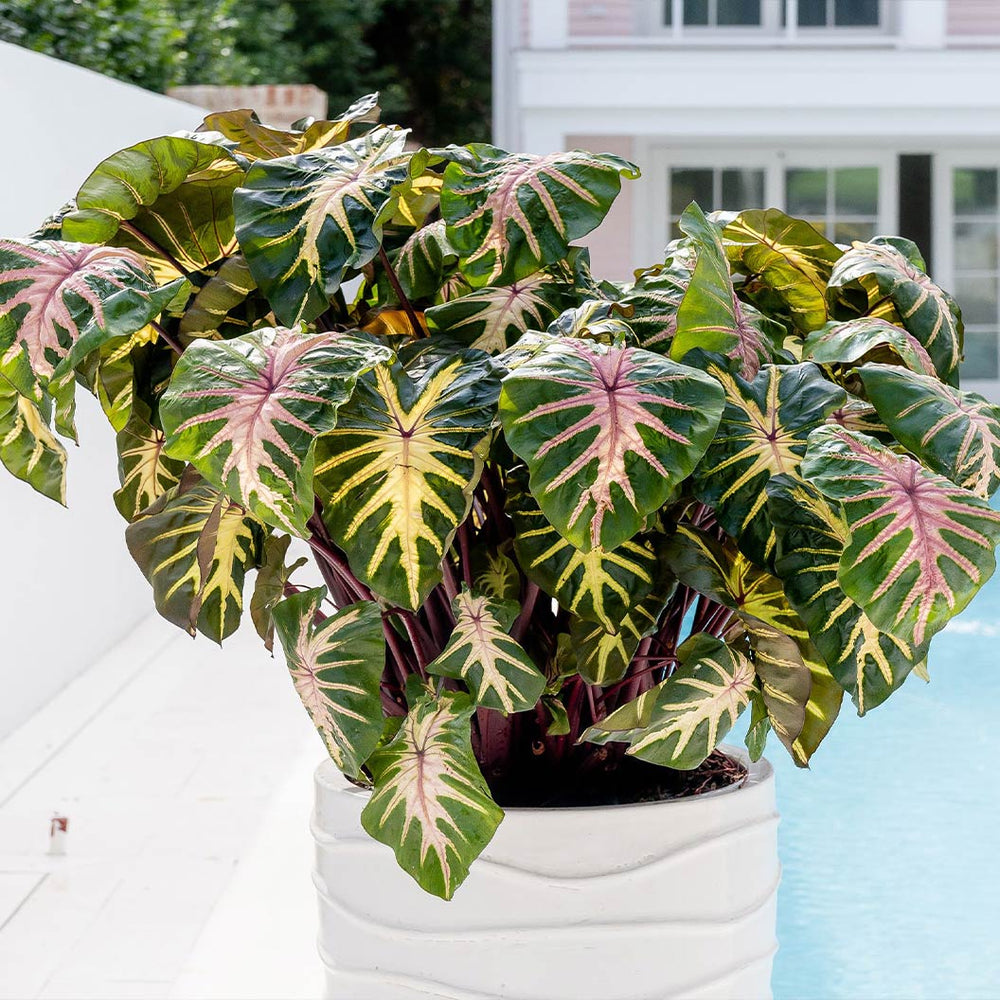 Royal Hawaiian® ‘Waikiki’ Colocasia Shrub