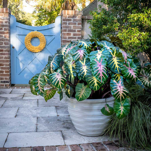 Royal Hawaiian® ‘Waikiki’ Colocasia Shrub