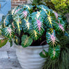 Royal Hawaiian® ‘Waikiki’ Colocasia Shrub