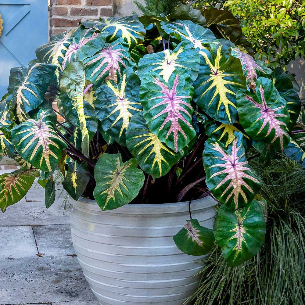 Royal Hawaiian® ‘Waikiki’ Colocasia Shrub