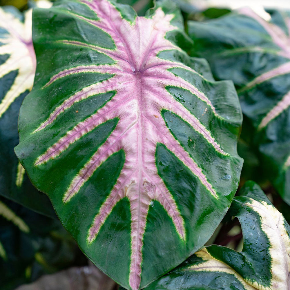 Royal Hawaiian® ‘Waikiki’ Colocasia Shrub