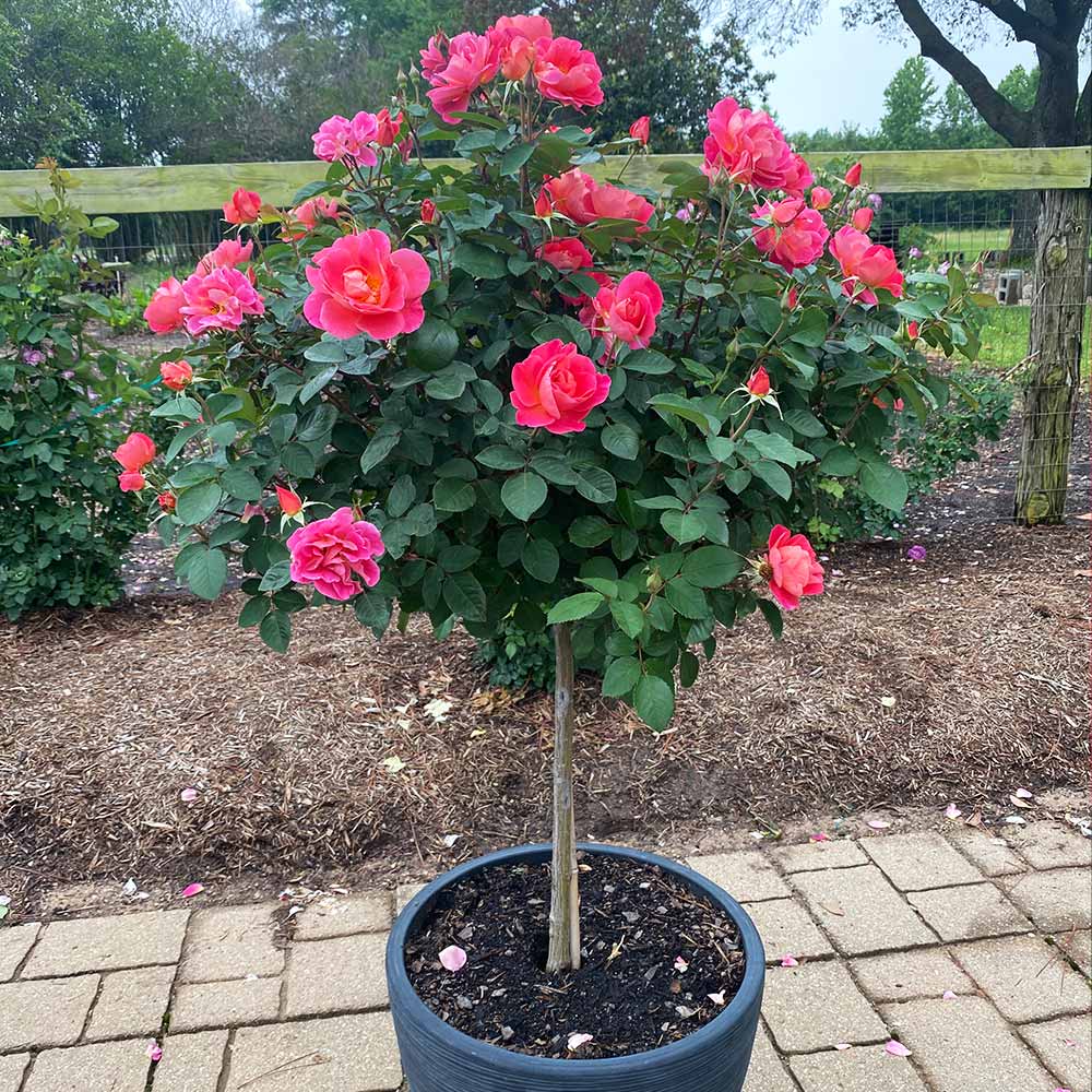 Coral Miracle Rose Tree