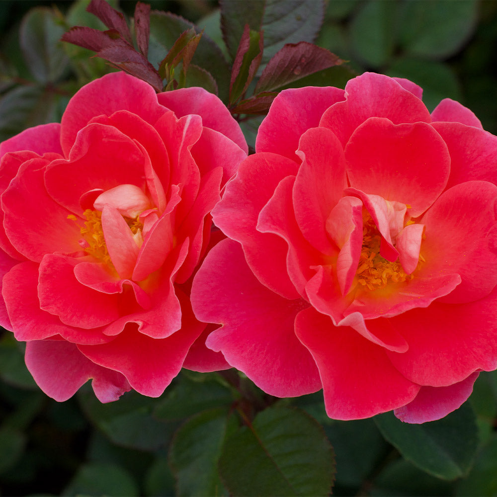 Coral Miracle Rose Tree