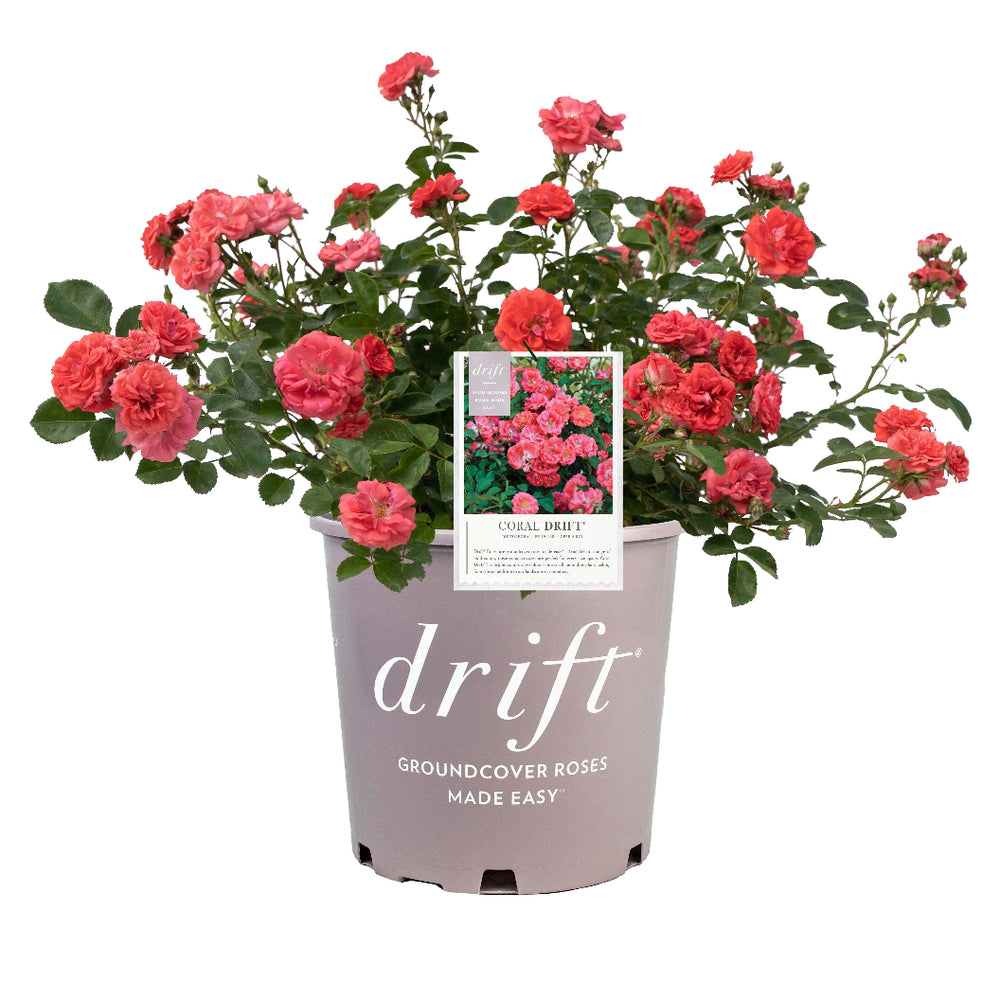 Coral Drift® Rose