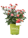 Coral Knock Out® Rose Shrub