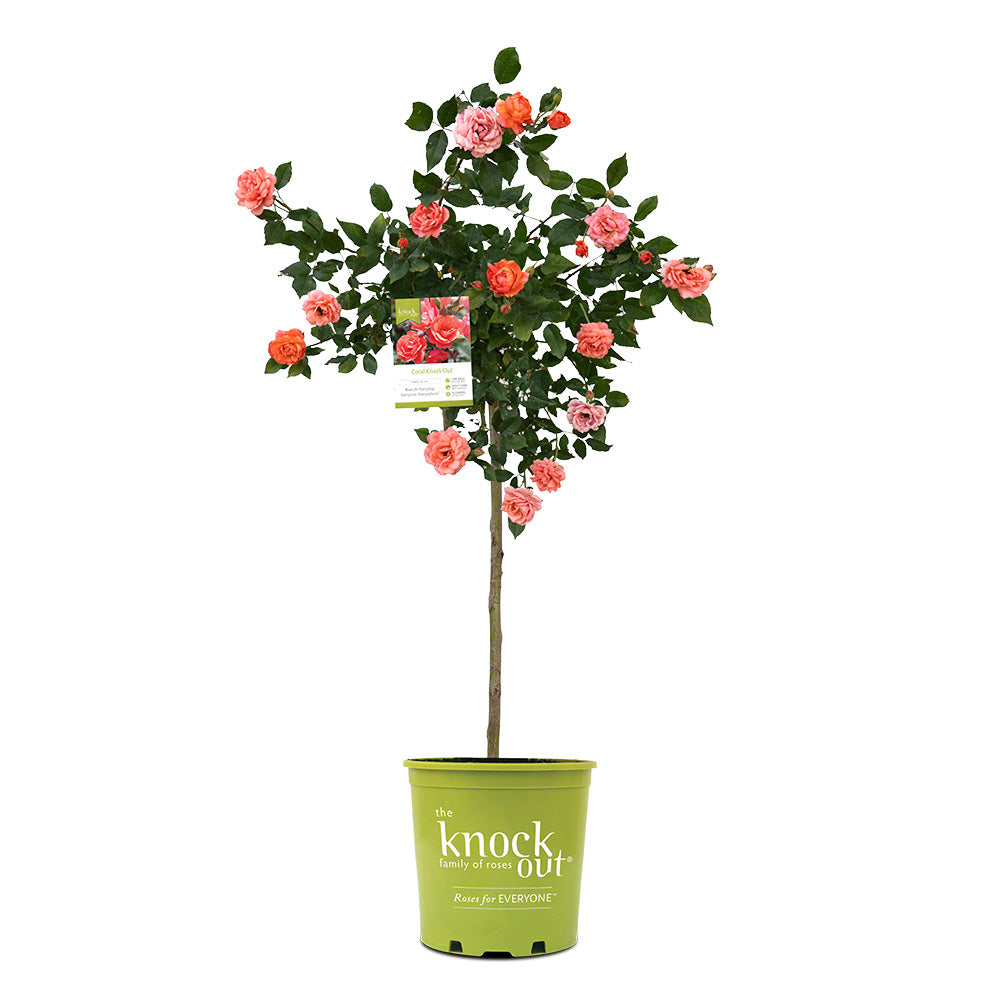Coral Knock Out® Rose Tree