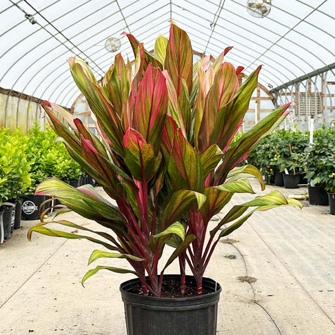 Harlequin Cordyline