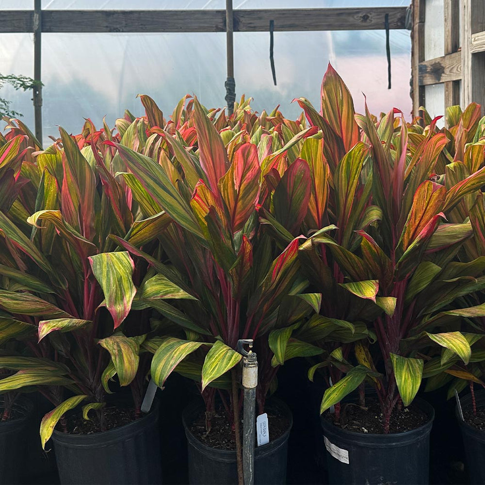 Harlequin Cordyline