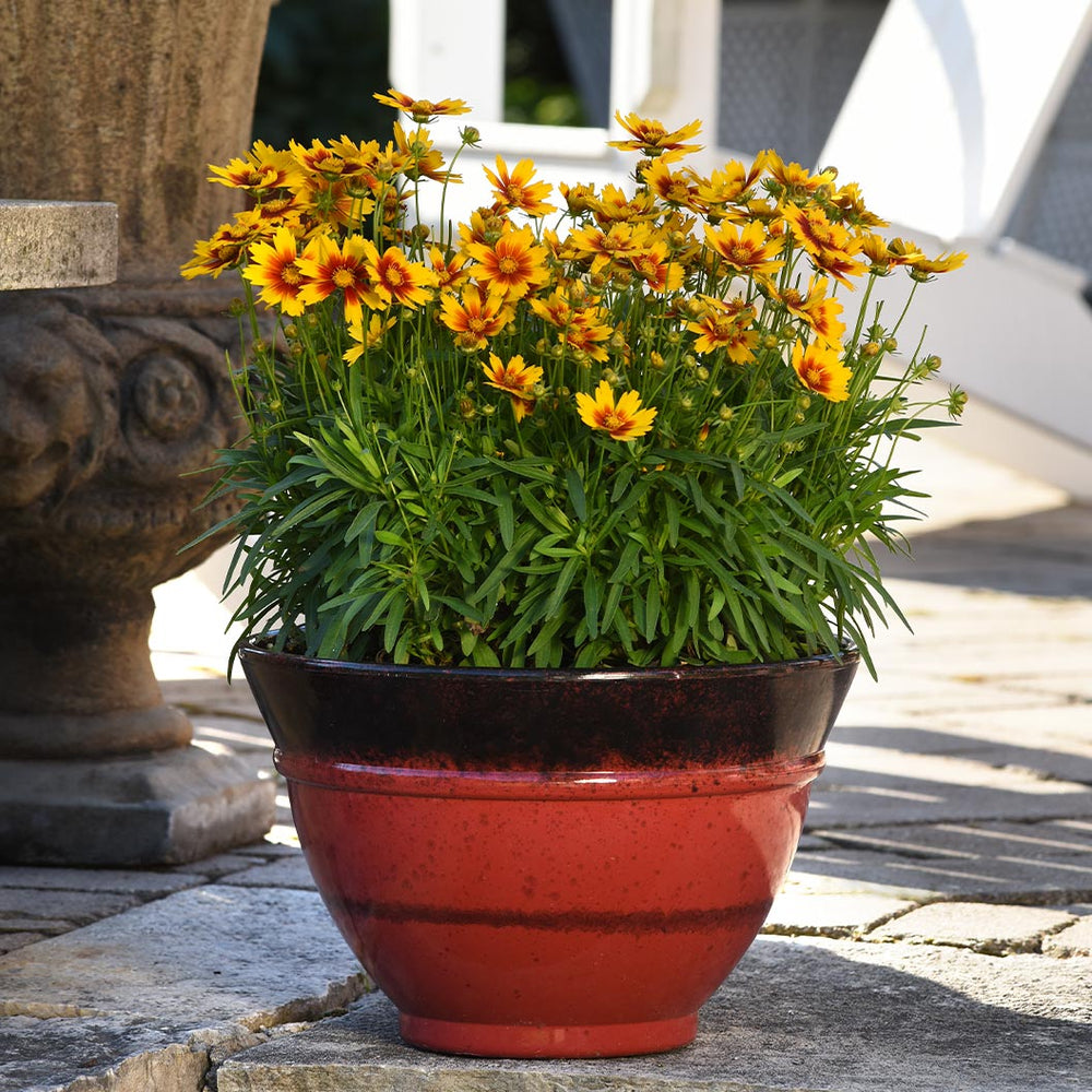 Better Versions® Uptick™ Gold & Bronze Tickseed Plant