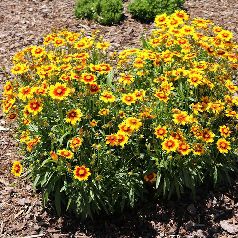 Better Versions® Uptick™ Gold & Bronze Tickseed Plant