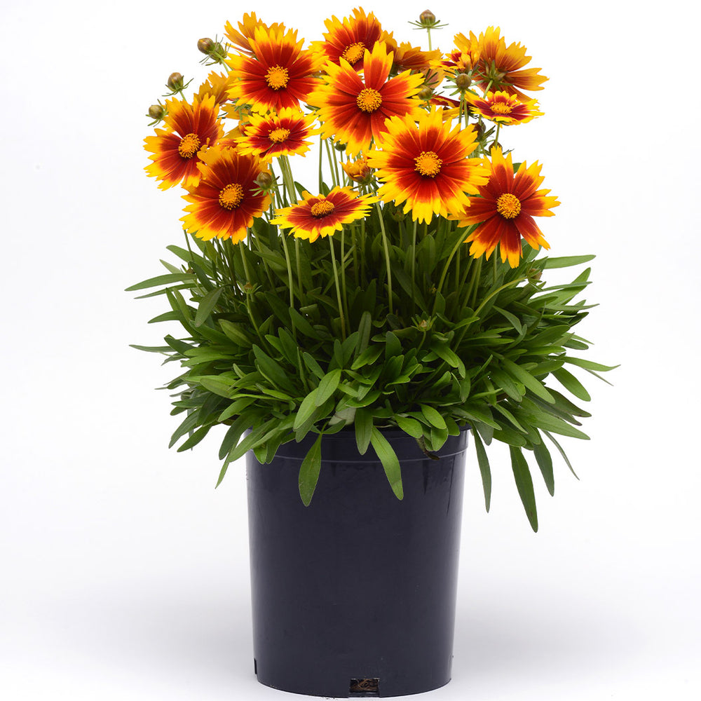 Better Versions® Uptick™ Gold & Bronze Tickseed Plant