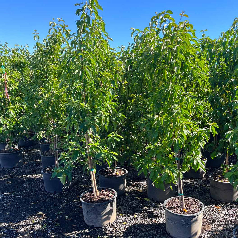 Mountain Moon Dogwood Tree