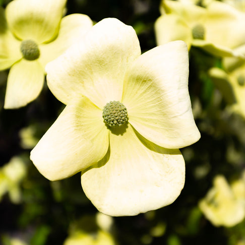 Mountain Moon Dogwood Tree
