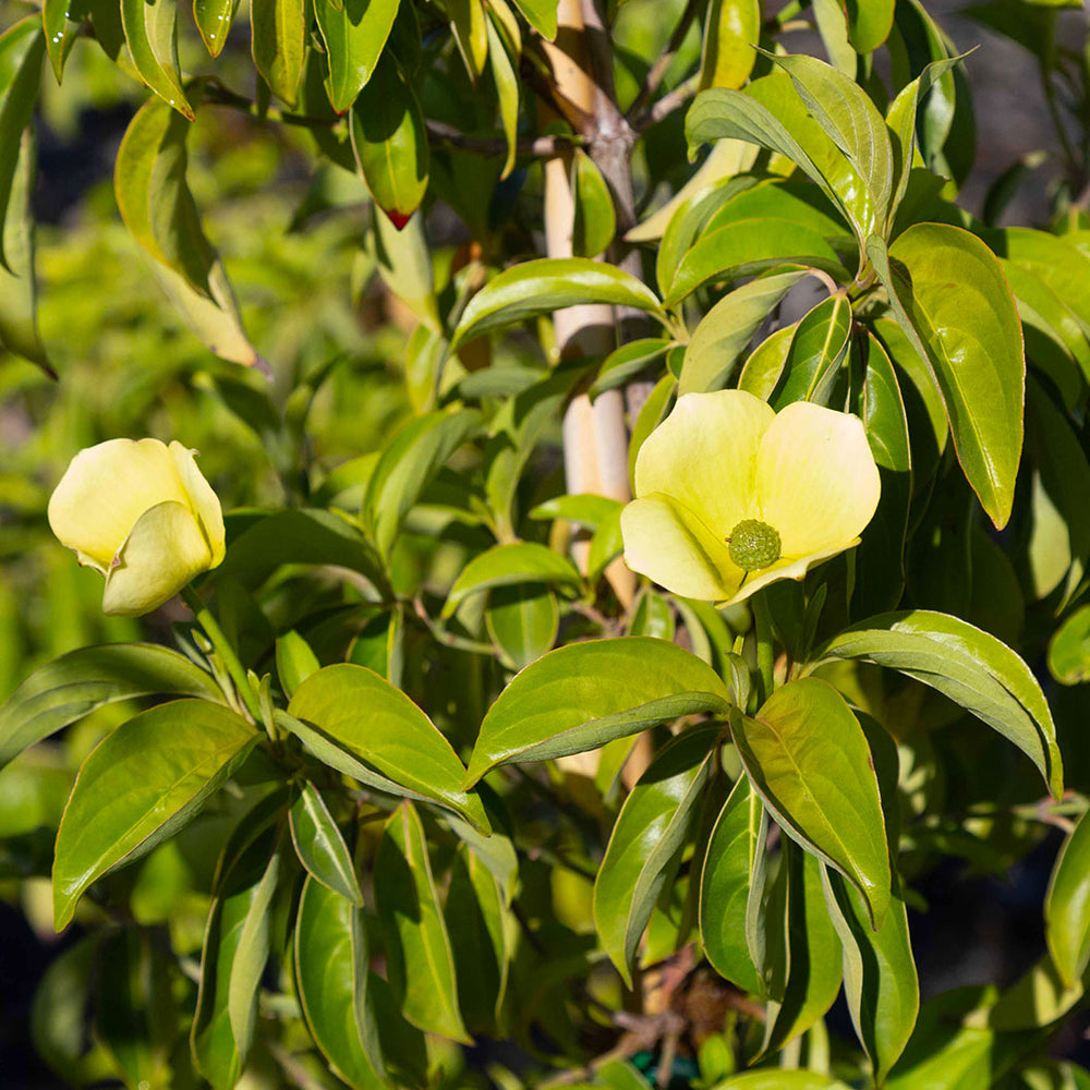 Mountain Moon Dogwood Tree