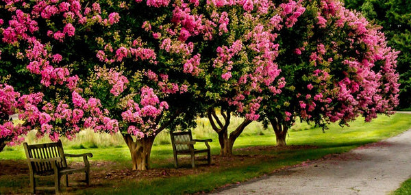Crape Myrtle Trees: Quick Solutions to Common Problems