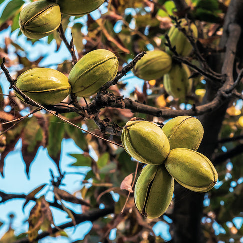 Creek Pecan Tree
