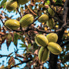 Creek Pecan Tree
