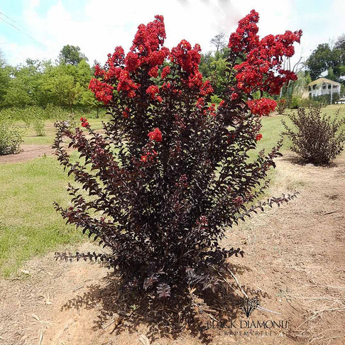 Black Diamond® Crimson Crown™ Crape Myrtle Shrub