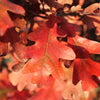 Crimson Spire™ Oak Tree