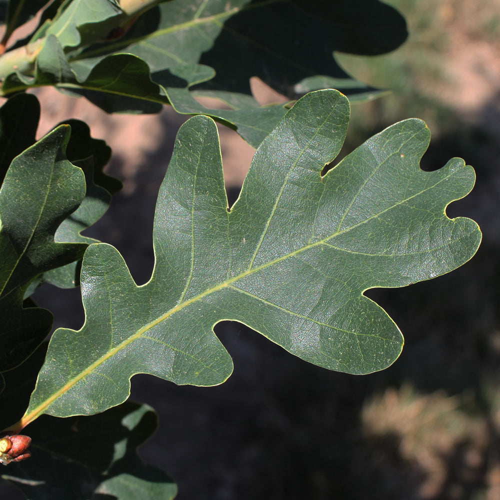 Crimson Spire™ Oak Tree