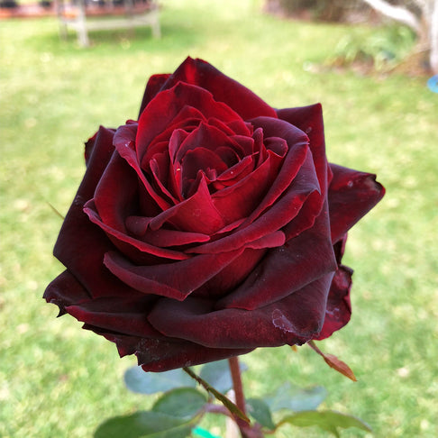 Brindabella Roses™ Crimson Knight™ Rose Bush