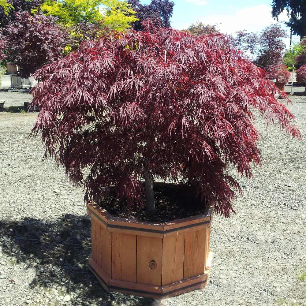 Crimson Queen Japanese Maple Tree