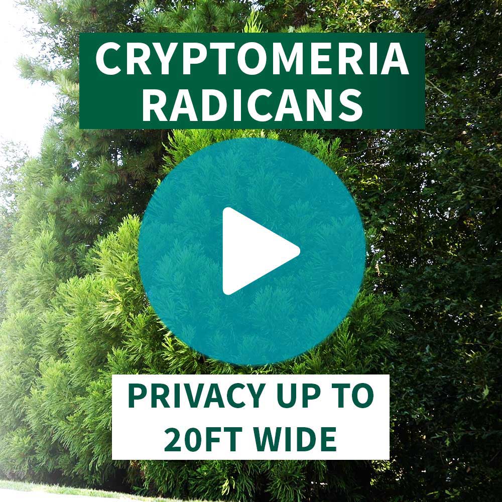 Cryptomeria Radicans Tree