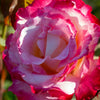 Double Delight™ Rose Shrub in Fiber Pot